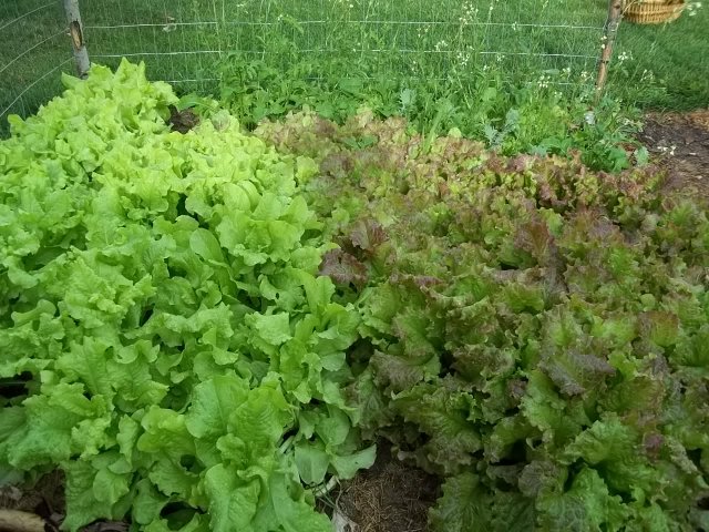 Green and red lettuces flourishing