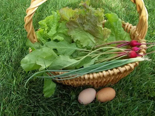 Breakfast Basket: lettuce, beets, green onions, and fresh eggs